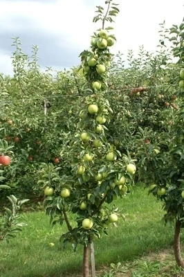 Zuilfruit (Malus Domestica 'Goldcats') 4 Zuilfruit (Malus Domestica 'Goldcats') - Afbeelding 2
