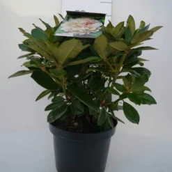 Dwergrhododendron (Rhododendron 'Golden Torch') 21 Dwergrhododendron (Rhododendron 'Golden Torch') -Tuin Puur Verkoop golden torch c4 voor