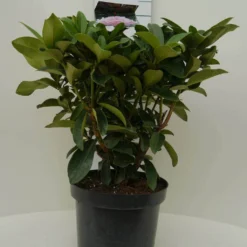 Rhododendron (Rhododendron 'Gomer Waterer') 14 Rhododendron (Rhododendron 'Gomer Waterer') -Tuin Puur Verkoop gomer waterer c7.5 voor