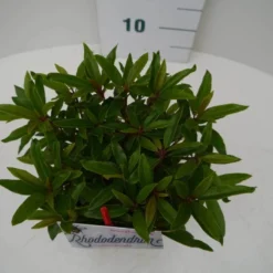 Rhododendron (Rhododendron 'Graziella') 13 Rhododendron (Rhododendron 'Graziella') -Tuin Puur Verkoop graziella c2 boven