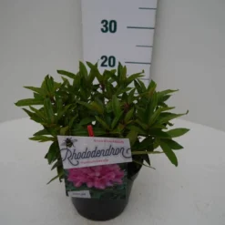 Rhododendron (Rhododendron 'Graziella') 14 Rhododendron (Rhododendron 'Graziella') -Tuin Puur Verkoop graziella c2 zij