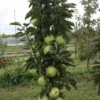 Zuilfruit (Malus Domestica 'Greencats') -Tuin Puur Verkoop greencats 2