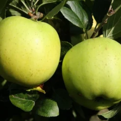 Lei-Appel (Malus Domestica 'Greensleeves') -Tuin Puur Verkoop greensleeves 1