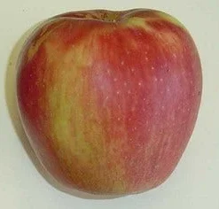 Appelboom (Malus Domestica 'Groninger Kroon') -Tuin Puur Verkoop groninger kroon