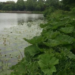 Mammoetblad (Gunnera Manicata) 15 Mammoetblad (Gunnera Manicata) -Tuin Puur Verkoop gunnera