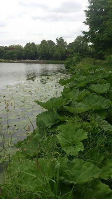 Mammoetblad (Gunnera Manicata) 5 Mammoetblad (Gunnera Manicata) - Afbeelding 3