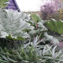 Mammoetblad (Gunnera Manicata) 19 Mammoetblad (Gunnera Manicata) -Tuin Puur Verkoop gunnera manicata 1 1