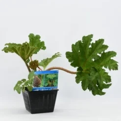 Mammoetblad (Gunnera Manicata) 20 Mammoetblad (Gunnera Manicata) -Tuin Puur Verkoop gunnera manicata 28x28 20180412192854 2