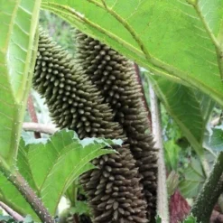 Mammoetblad (Gunnera Manicata) 16 Mammoetblad (Gunnera Manicata) -Tuin Puur Verkoop gunnera manicata 2