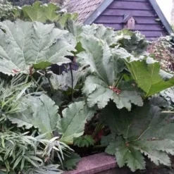 Mammoetblad (Gunnera Manicata) 17 Mammoetblad (Gunnera Manicata) -Tuin Puur Verkoop gunnera manicata 2 1