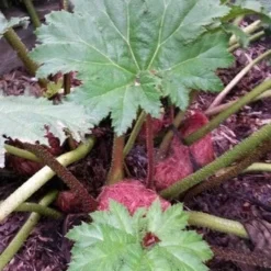 Mammoetblad (Gunnera Manicata) 18 Mammoetblad (Gunnera Manicata) -Tuin Puur Verkoop gunnera manicata 4