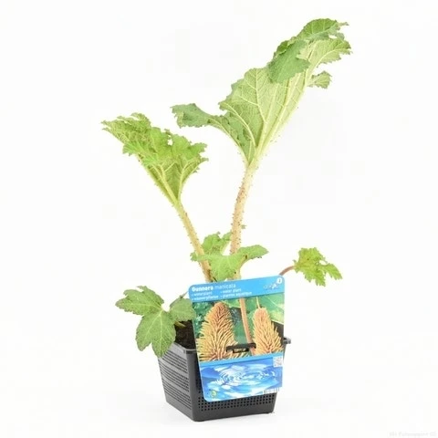 Mammoetblad (Gunnera Manicata) 11 Mammoetblad (Gunnera Manicata) - Afbeelding 9