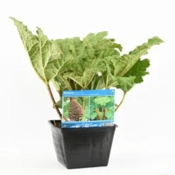 Mammoetblad (Gunnera Manicata) 22 Mammoetblad (Gunnera Manicata) -Tuin Puur Verkoop gunnera manicata s e 13645 p28