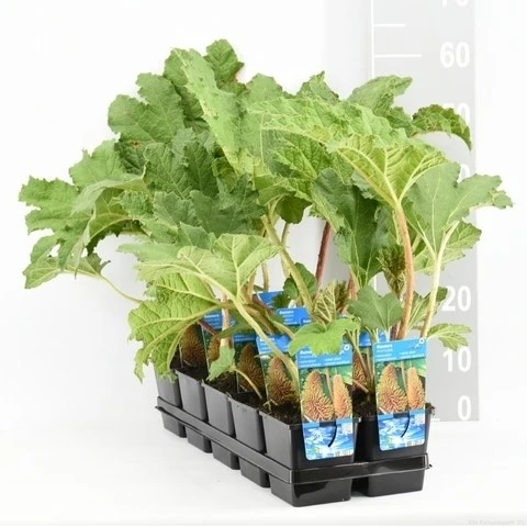 Mammoetblad (Gunnera Manicata) 13 Mammoetblad (Gunnera Manicata) - Afbeelding 11