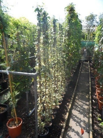 Bonte Klimop (Hedera Helix 'Marginata Elegantissima') 4 Bonte Klimop (Hedera Helix 'Marginata Elegantissima') - Afbeelding 2