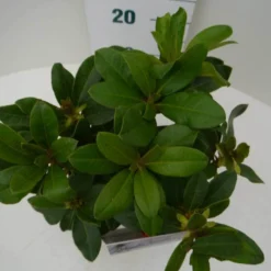 Rhododendron (Rhododendron 'Horizon Monarch') -Tuin Puur Verkoop hor. monarch c2 boven