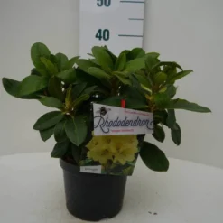 Rhododendron (Rhododendron 'Horizon Monarch') -Tuin Puur Verkoop hor. monarch c2 voor