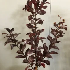 Lagerstroemia (Lagerstroemia Indica 'Rhapsody In Pink')