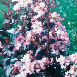 Lagerstroemia (Lagerstroemia Indica 'Rhapsody In Pink') -Tuin Puur Verkoop img 2475 1