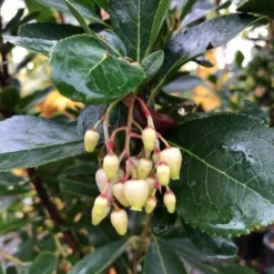 Aardbeiboom Als Struik (Arbutus Unedo) 11 Aardbeiboom Als Struik (Arbutus Unedo) -Tuin Puur Verkoop img 2585