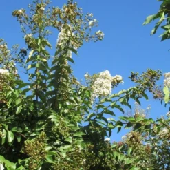 Lagerstroemia Halfstam (Lagerstroemia Indica 'Burgundy Cotton') -Tuin Puur Verkoop img 4003