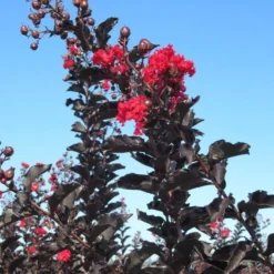 Lagerstroemia Als Halfstam (Lagerstroemia 'Black Diamond Best Red') -Tuin Puur Verkoop img 4246