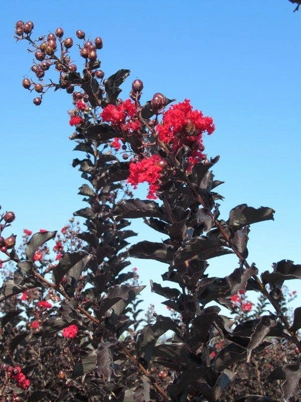Lagerstroemia (Lagerstroemia 'Black Diamond Best Red') 4 Lagerstroemia (Lagerstroemia 'Black Diamond Best Red') - Afbeelding 2