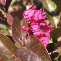 Lagerstroemia Als Halfstam (Lagerstroemia Indica 'Berry Dazzle') 9 Lagerstroemia Als Halfstam (Lagerstroemia Indica 'Berry Dazzle') -Tuin Puur Verkoop img 4248