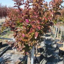 Lagerstroemia Als Halfstam (Lagerstroemia Indica 'Berry Dazzle') 10 Lagerstroemia Als Halfstam (Lagerstroemia Indica 'Berry Dazzle') -Tuin Puur Verkoop img 4249