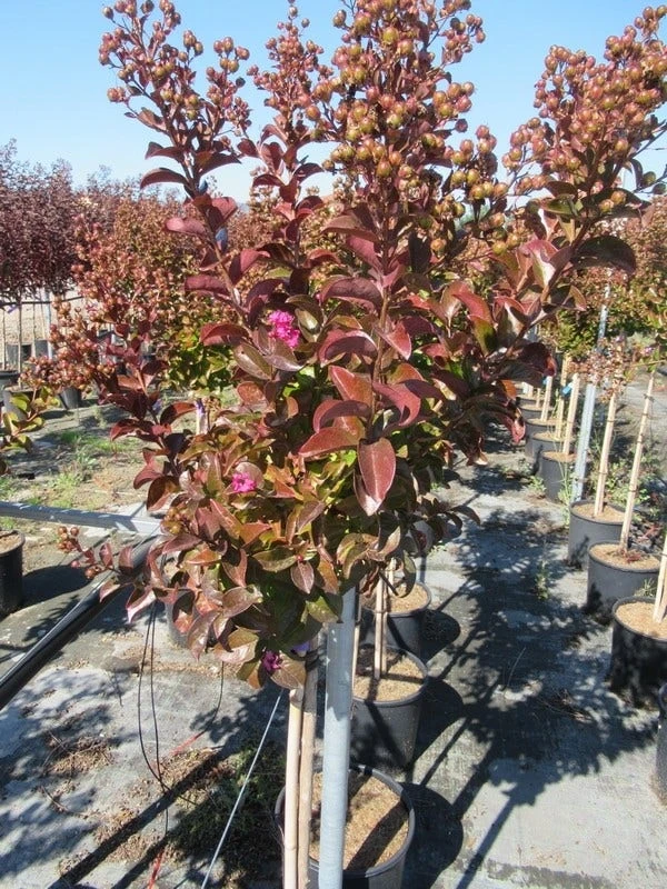 Lagerstroemia Als Halfstam (Lagerstroemia Indica 'Berry Dazzle') 5 Lagerstroemia Als Halfstam (Lagerstroemia Indica 'Berry Dazzle') - Afbeelding 3