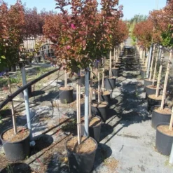 Lagerstroemia Als Halfstam (Lagerstroemia Indica 'Berry Dazzle') 11 Lagerstroemia Als Halfstam (Lagerstroemia Indica 'Berry Dazzle') -Tuin Puur Verkoop img 4250