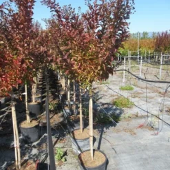 Lagerstroemia Als Halfstam (Lagerstroemia Indica 'Berry Dazzle') 13 Lagerstroemia Als Halfstam (Lagerstroemia Indica 'Berry Dazzle') -Tuin Puur Verkoop img 4251