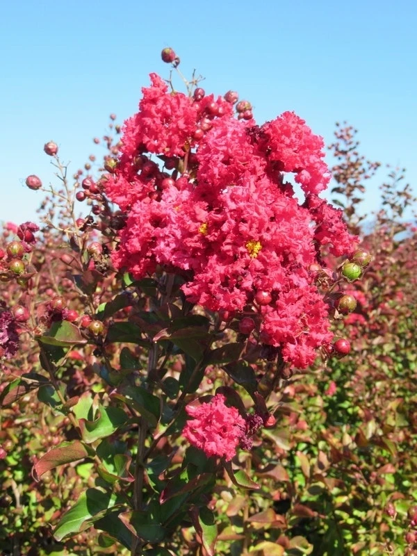 Rode Lagerstroemia Als Boom (Lagerstroemia Indica) 3 Rode Lagerstroemia Als Boom (Lagerstroemia Indica)