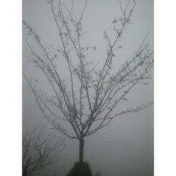 Roze Winterkers (Prunus Subhirtella 'Autumnalis Rosea') 9 Roze Winterkers (Prunus Subhirtella 'Autumnalis Rosea') -Tuin Puur Verkoop japanse sierkers prunus subhirtella autumnalis 33511 1d1