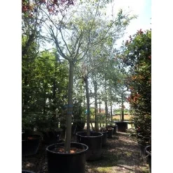 Roze Winterkers (Prunus Subhirtella 'Autumnalis Rosea') 8 Roze Winterkers (Prunus Subhirtella 'Autumnalis Rosea') -Tuin Puur Verkoop japanse sierkers prunus subhirtella autumnalis 33511 cb4