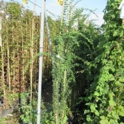 Jasmijn (Jasminum Officinale) 13 Jasmijn (Jasminum Officinale) -Tuin Puur Verkoop jasminum officinale 175 200