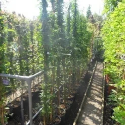 Jasmijn (Jasminum Officinale) 11 Jasmijn (Jasminum Officinale) -Tuin Puur Verkoop jasminum officinale 175 200 c10