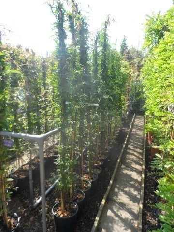 Jasmijn (Jasminum Officinale) 6 Jasmijn (Jasminum Officinale) - Afbeelding 4