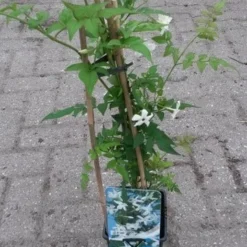 Jasmijn (Jasminum Officinale) 9 Jasmijn (Jasminum Officinale) -Tuin Puur Verkoop jasminum officinale 1