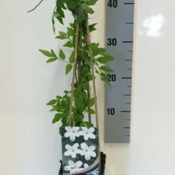 Jasmijn (Jasminum Officinale) 12 Jasmijn (Jasminum Officinale) -Tuin Puur Verkoop jasminum officinalis 50 60 c2 1