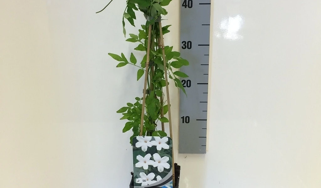 Jasmijn (Jasminum Officinale) 7 Jasmijn (Jasminum Officinale) - Afbeelding 5