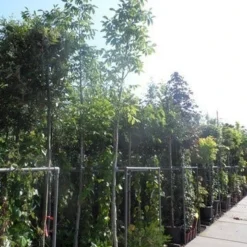 Walnotenboom (Juglans Regia) 11 Walnotenboom (Juglans Regia) -Tuin Puur Verkoop juglans regia 10 12 14ho cont