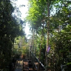 Walnotenboom (Juglans Regia) 10 Walnotenboom (Juglans Regia) -Tuin Puur Verkoop juglans regia 12 14 16ho cont