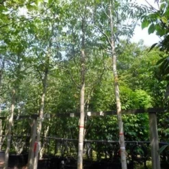 Walnotenboom (Juglans Regia) 9 Walnotenboom (Juglans Regia) -Tuin Puur Verkoop juglans regia 20 25ho c160 extra