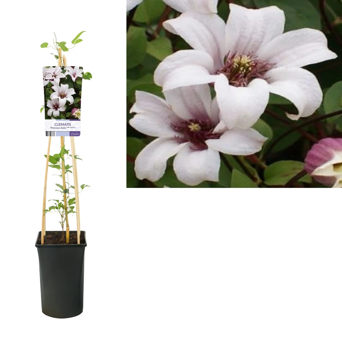Bosrank (Clematis 'Princess Kate') 4 Bosrank (Clematis 'Princess Kate') - Afbeelding 2