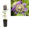 Bosrank (Clematis ‘Taiga’) 2 Bosrank (Clematis ‘Taiga’) -Tuin Puur Verkoop k303.40855 clematis florida taiga pbr light s pot