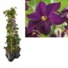 Hedera-Clematis Mix Haag (Romantika) 2 Hedera-Clematis Mix Haag (Romantika) -Tuin Puur Verkoop k390.99123 clematis romantika 1m privacy