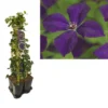 Hedera-Clematis Mix Haag (Polish Spirit) 1 Hedera-Clematis Mix Haag (Polish Spirit) -Tuin Puur Verkoop k390.99132 clematis vit. polish spirit 1m privacy