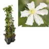 Hedera-Clematis Mix Haag (Paul Farges) -Tuin Puur Verkoop k390.99133 clematis paul farges 1m privacy