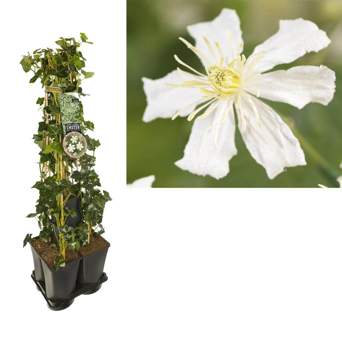 Hedera-Clematis Mix Haag (Paul Farges) 3 Hedera-Clematis Mix Haag (Paul Farges)